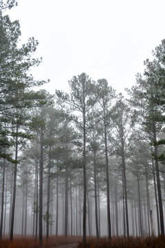 Tall Georgia pine trees in the misty fog of winter