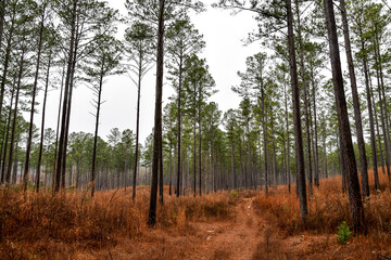 Empty dirt path road through the tall forest pine trees in Georgia