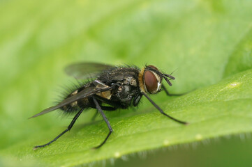 Closeup on a small European parasitic tachinid fly, Nemorilla floralis, sitting on a green leaf