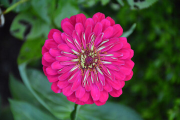 Fototapeta premium Zinnia flowers colorful beautiful fresh flowers