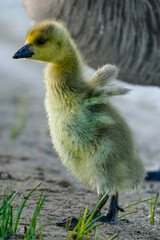 baby duck and ducklings