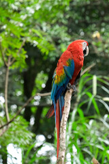 Close up alone red yellow green blue macaw on the tree with blurred forest background. Selective focus. Open space area. 