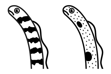 チンアナゴとニシキアナゴ