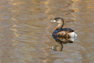 Pied-Billed Grebe Swims Down a Road of Reflection