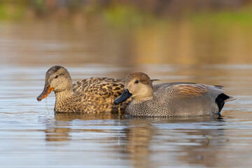 Beautiful Male and Female Gadwall on a Quiet Pond