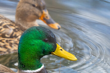 Portrait of an Iridescent Drake Mallard Head Feathers