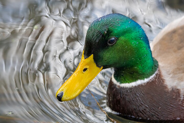 Portrait of a Drake Mallards Iridescent Head Feathers