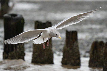 Glaucous-Winged Gull Landing Among Pier Pilings