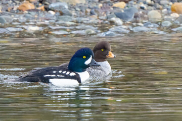Pair of Goldeneye Ducks in Puget Sound