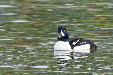 Goldeneye Duck Swims Among Beautiful Reflections