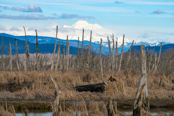 Mount Baker from Skagit Wildlife Area in Washington State
