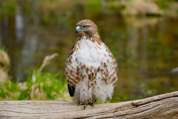 red tailed hawk