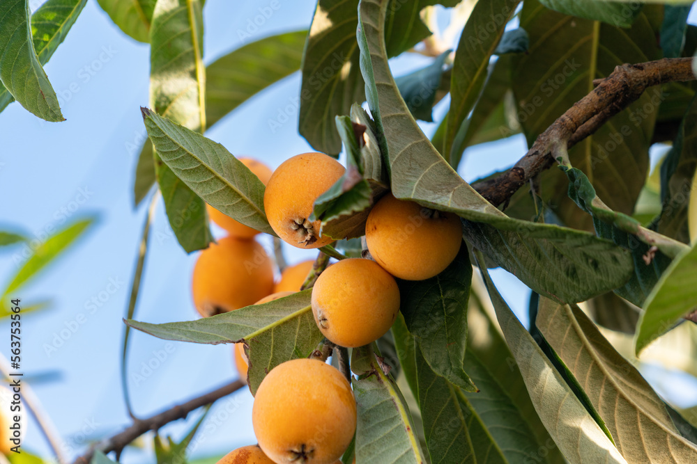 Wall mural fruit of loquat - eriobotrya japonica - has become in fukuoka city, japan.