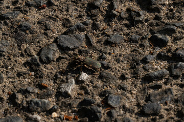 tiger beetle is on the country road in Fukuoka prefecture, Japan.