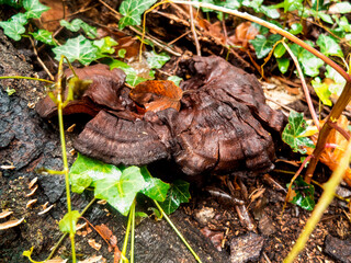 Rotten Brown Mushroom On The Ground Surrounded By Leaves