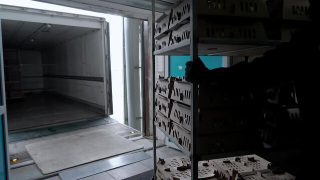 Worker loading the transportation truck with product boxes full of birds. Loading the product by carrying carts into the industrial truck. Loading the truck with small chick for poultry production