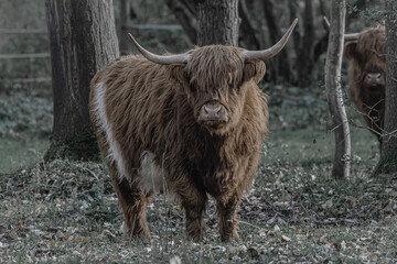 scottish highland cow