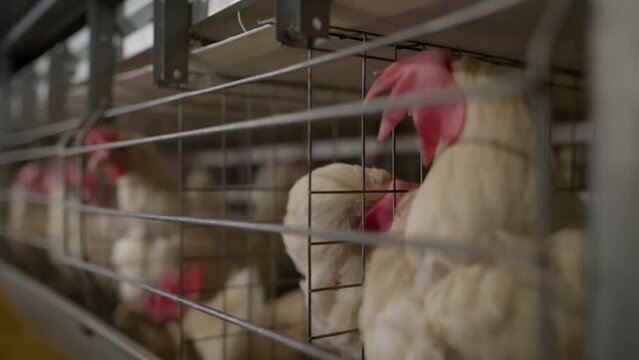 Keeping lots of chicken animals inside the battery cages at the poultry plant. Chicken livestock raised in the metal battery cages. Chicken birds growing in the farm battery cages