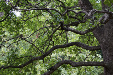old oak tree