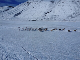 aerial view of a deer herd migrating near Jackson Hole in the snow