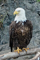 american bald eagle