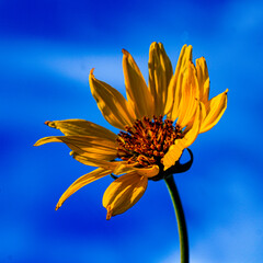 yellow flower and blue sky