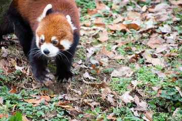 レッサーパンダ