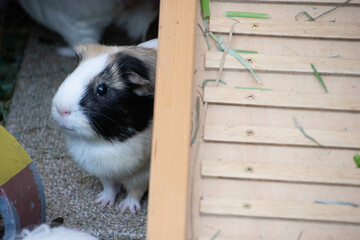 Obraz premium モルモット