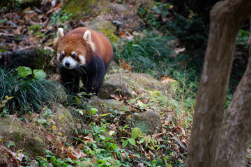 レッサーパンダ