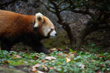 レッサーパンダ