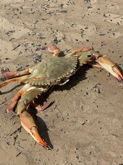 ghost crab on the beach