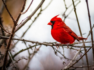 Red Cardinal bird perched on a tree branch,