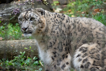 Obraz premium 雪豹