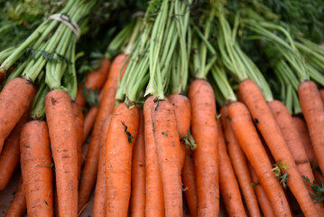 Closeup of organic carrots at a farmer's market