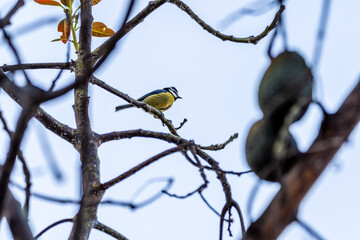 Cyanistes teneriffae pertenece a la familia Paridae.