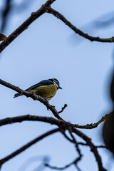 Cyanistes teneriffae pertenece a la familia Paridae.