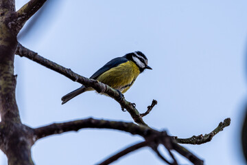 Cyanistes teneriffae pertenece a la familia Paridae.