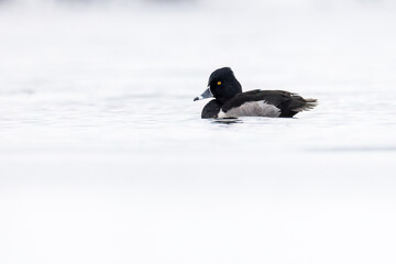 A male ring-necked duck on the Richelieu River in winter.