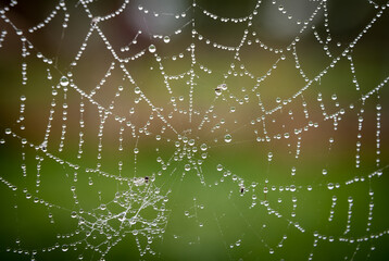 Wet water droplets on a spiderweb after a rain with green background