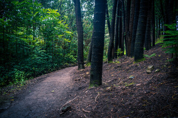A path through a wet, lush forest in Maui, Hawii