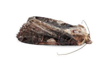Single grey cabbage moth isolated on white