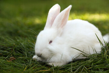 Cute white rabbit on green grass outdoors