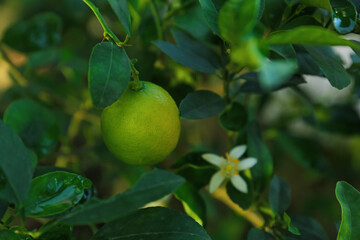 Ripe lime and flower growing on tree in garden, closeup