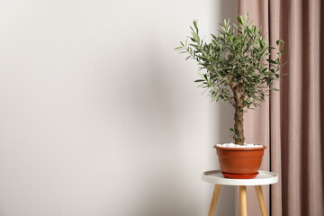 Beautiful potted olive tree on stool indoors, space for text