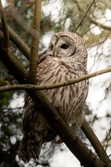 Barred owl in Vancouver 