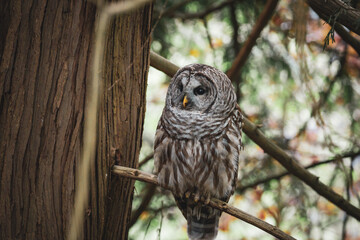 Barred owl in Vancouver 
