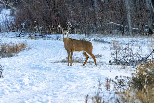 Deer 1 © Logan