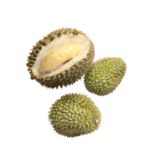 Fototapeta premium Delicious ripe durian fruits falling on white background