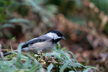 Chickadee 