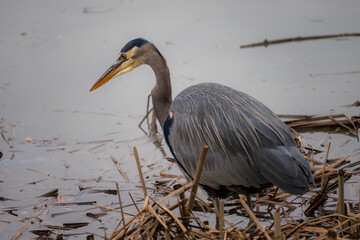 great blue heron